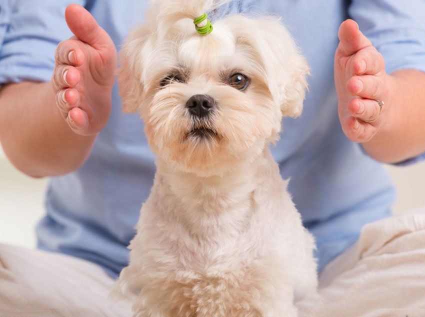 a pet