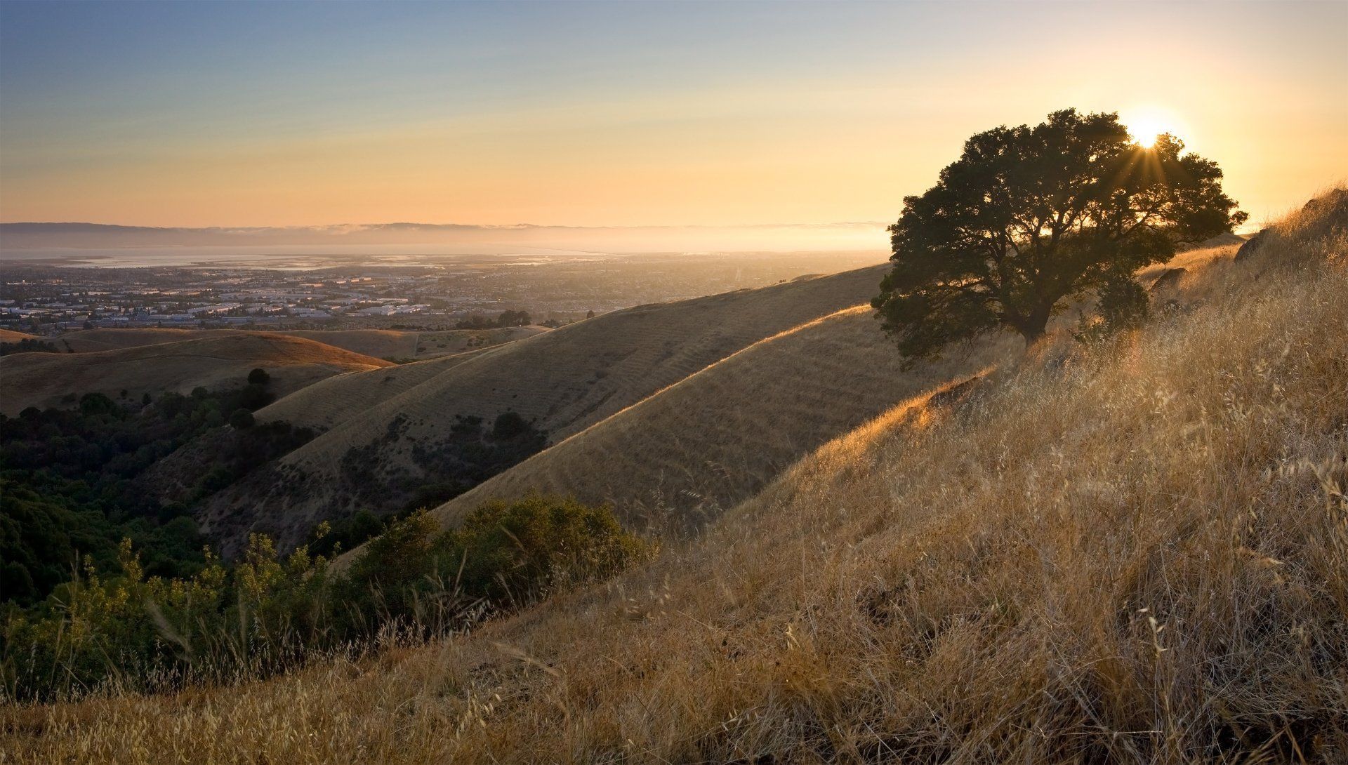 Sunset over rolling hills with dry grass and a lone tree overlooking a distant city.