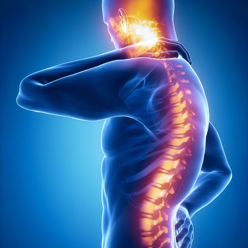 spine illustration