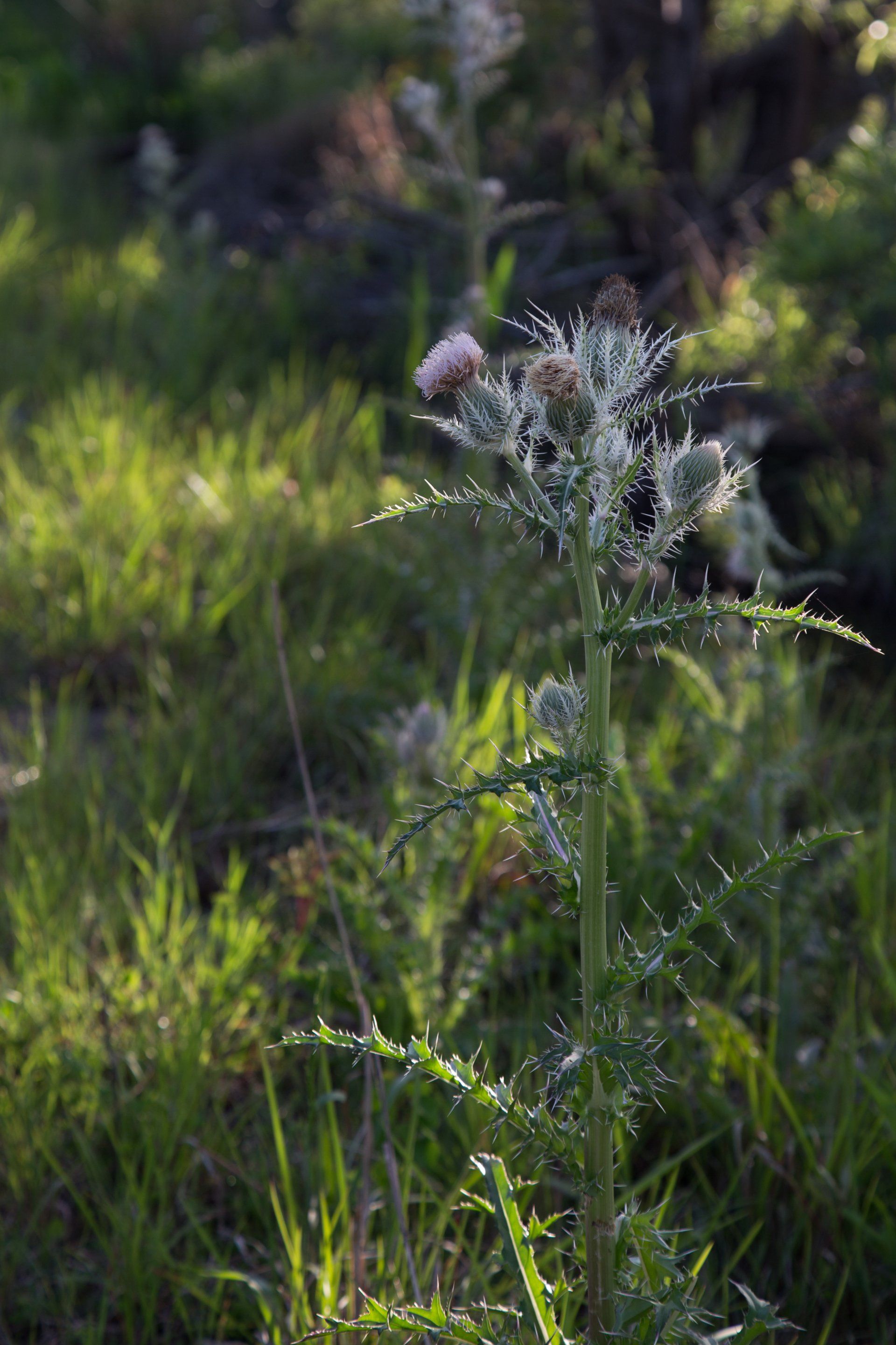 thistle