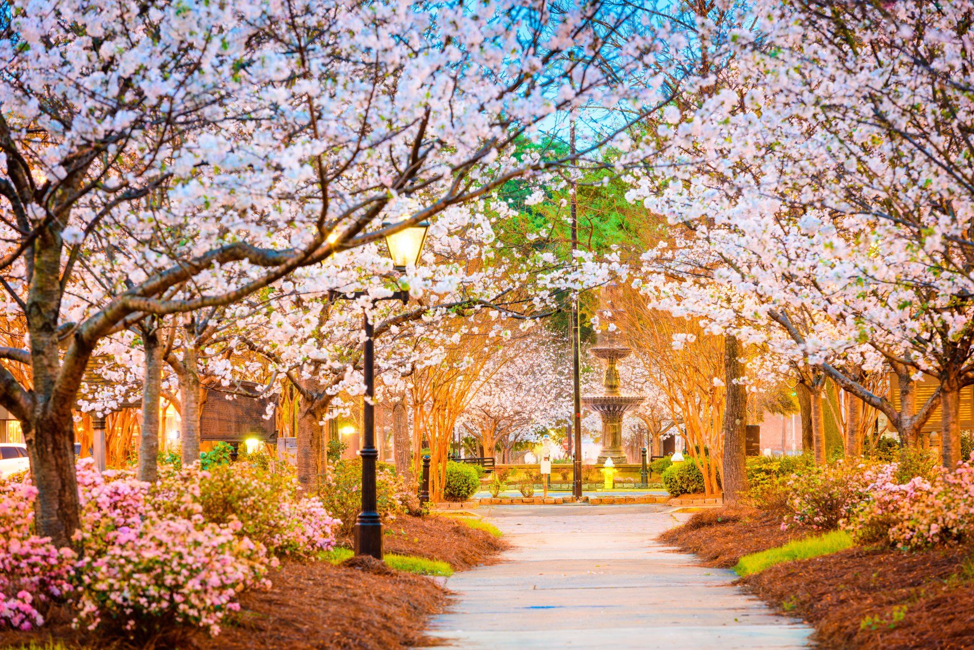 Cherry Blossoms