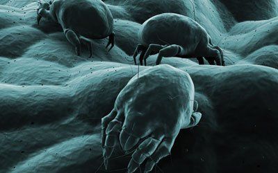 Dust mites