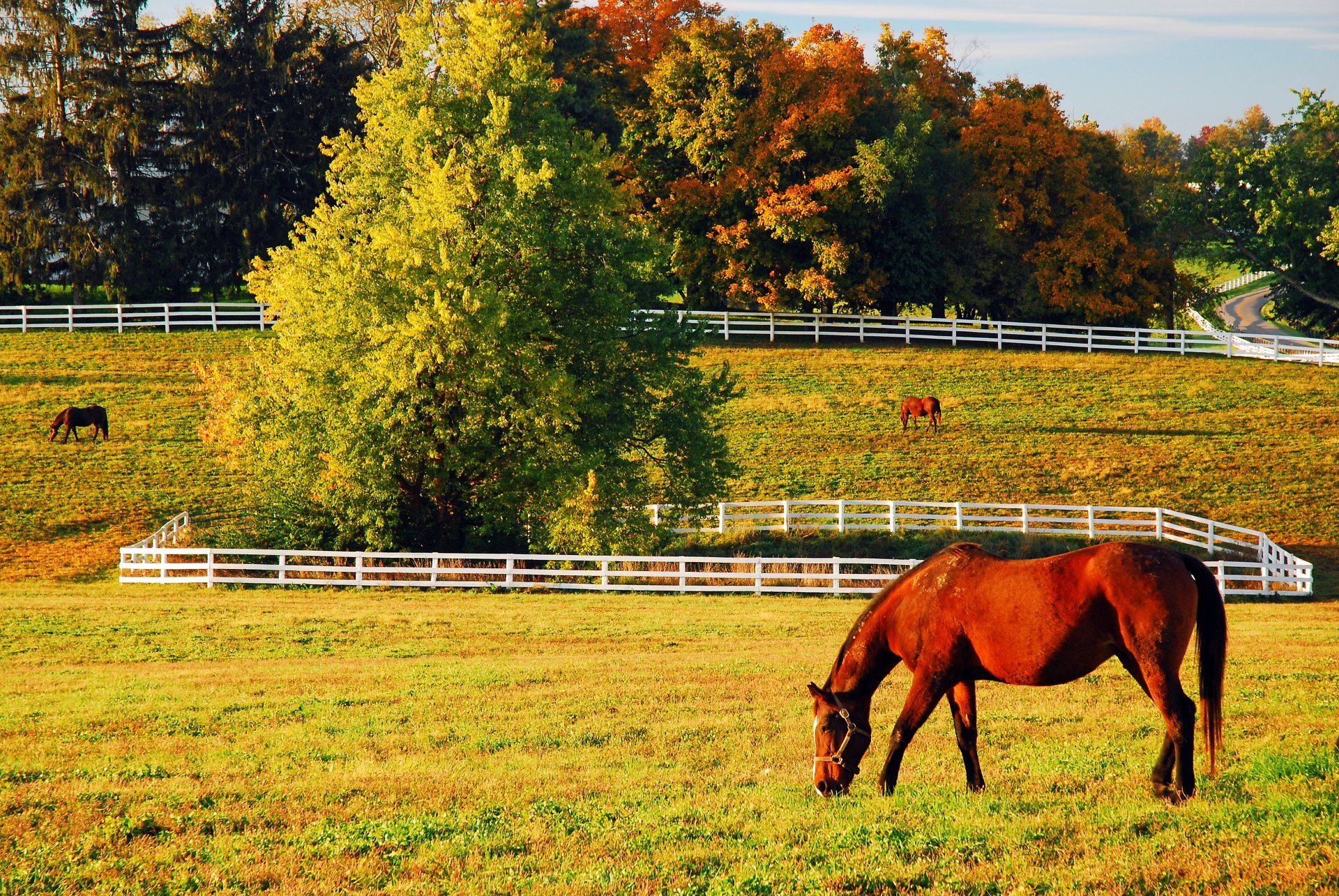 Georgia horse farm fall