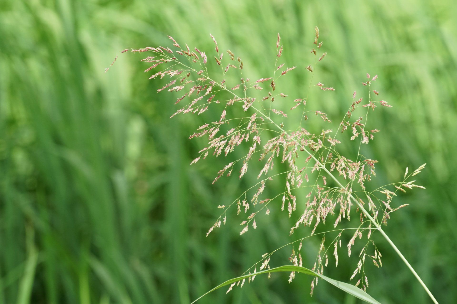 Johnson grass