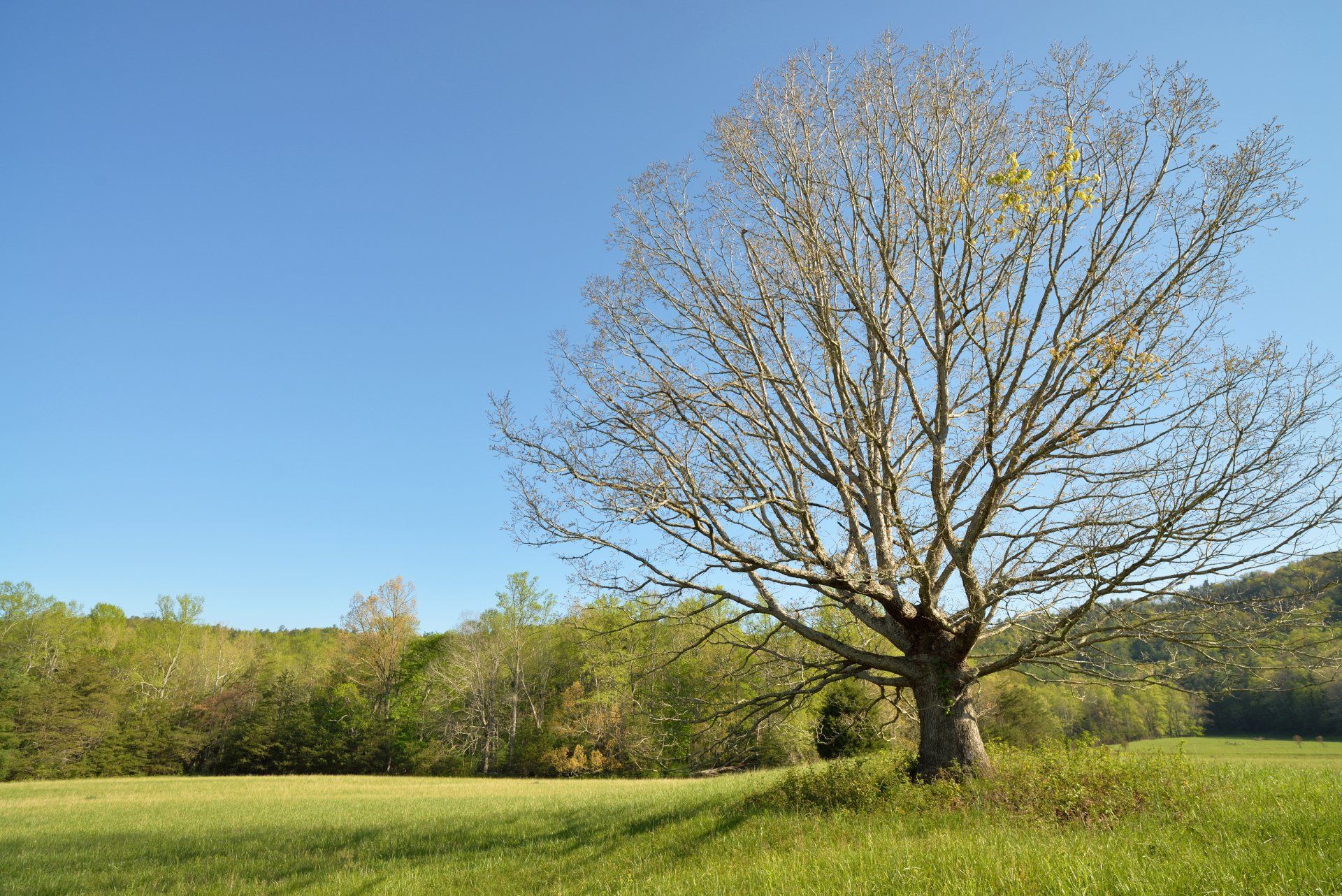 maple