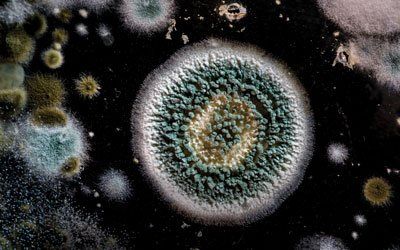 Mold