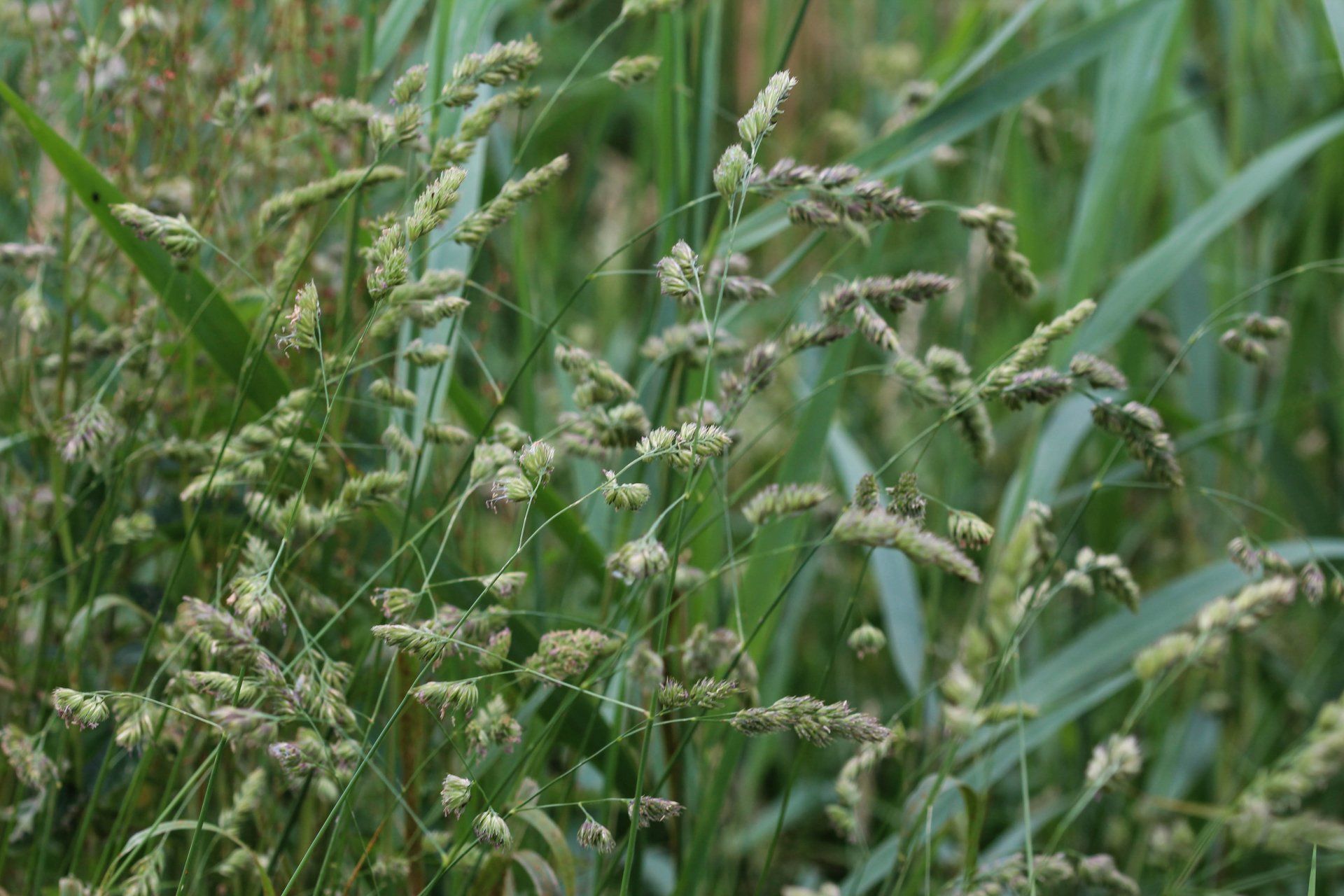 Orchard grass