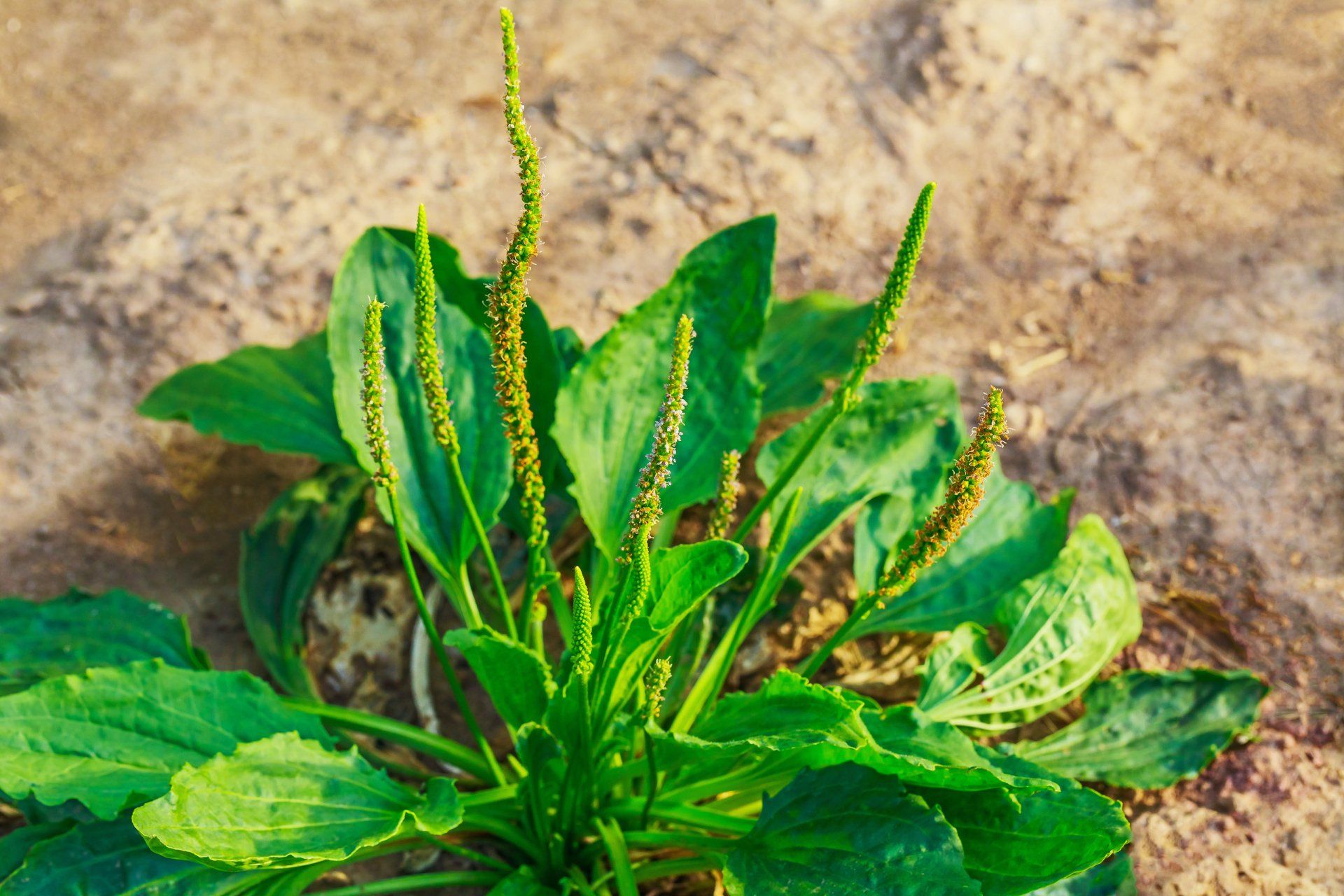 plantain