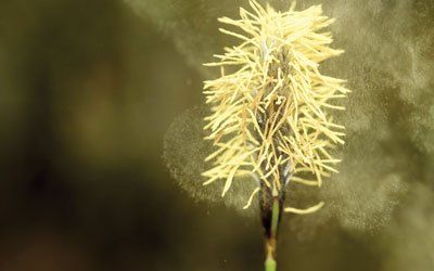 Pollen