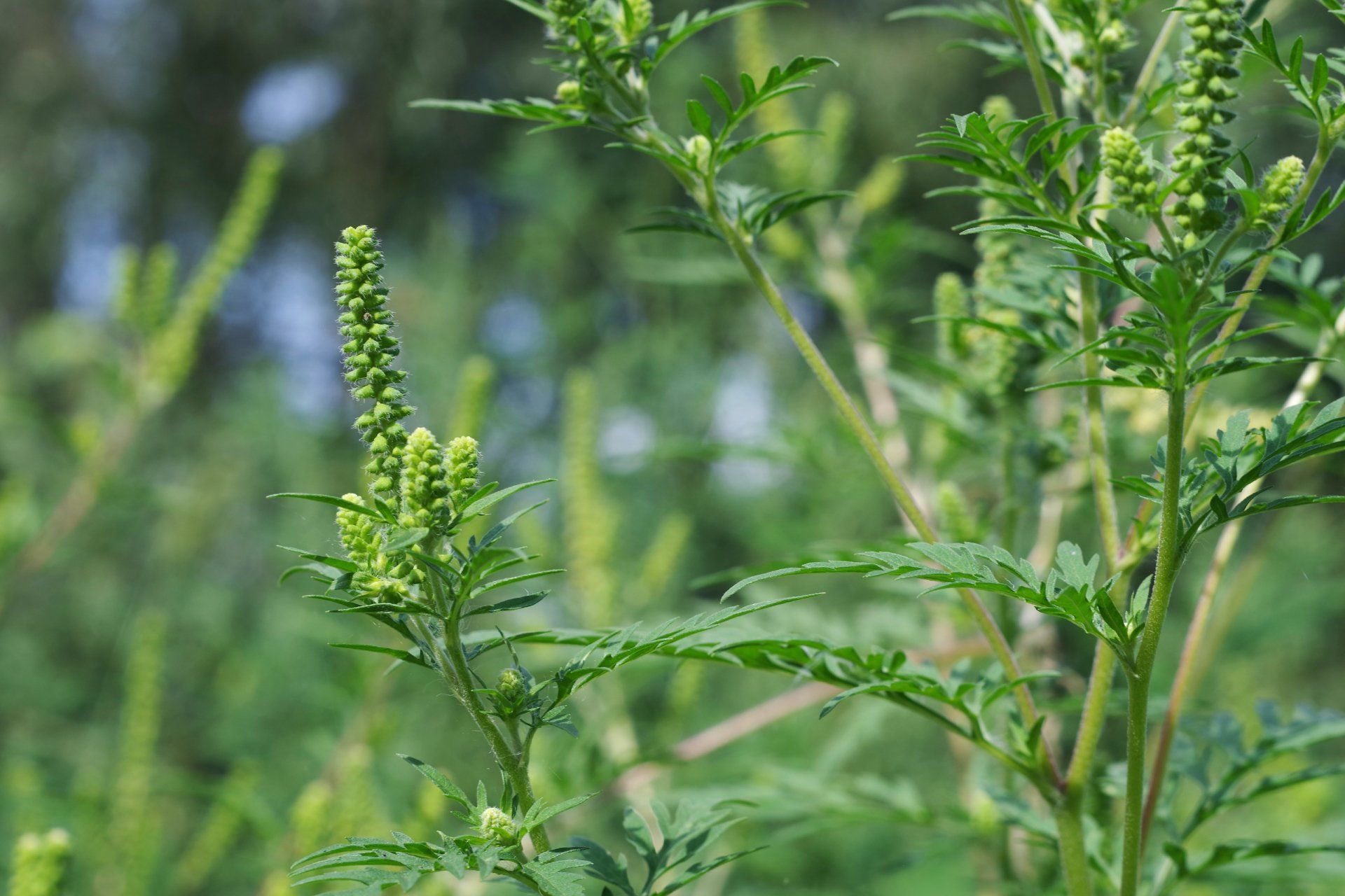Ragweed
