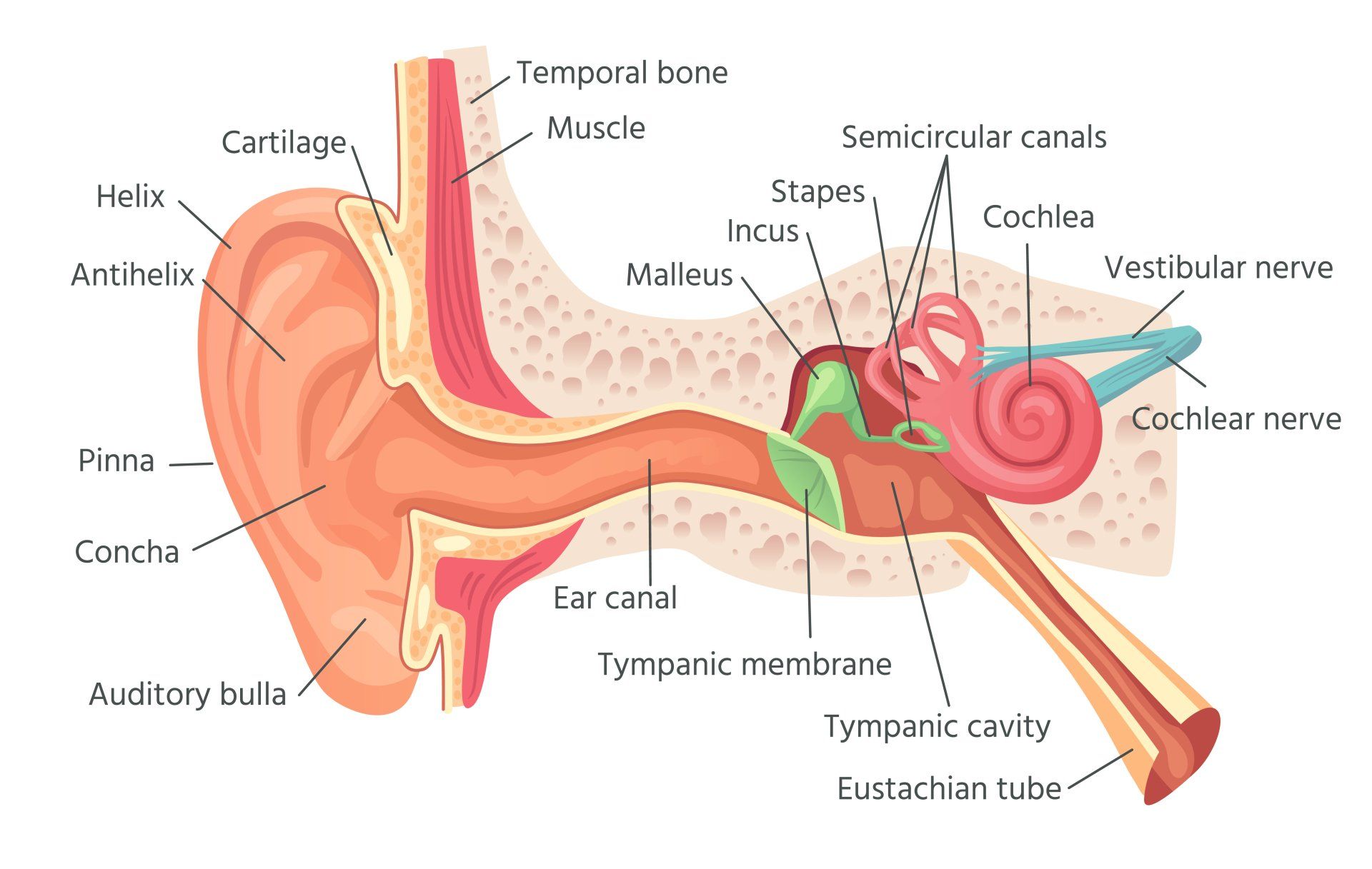 ear anatomy