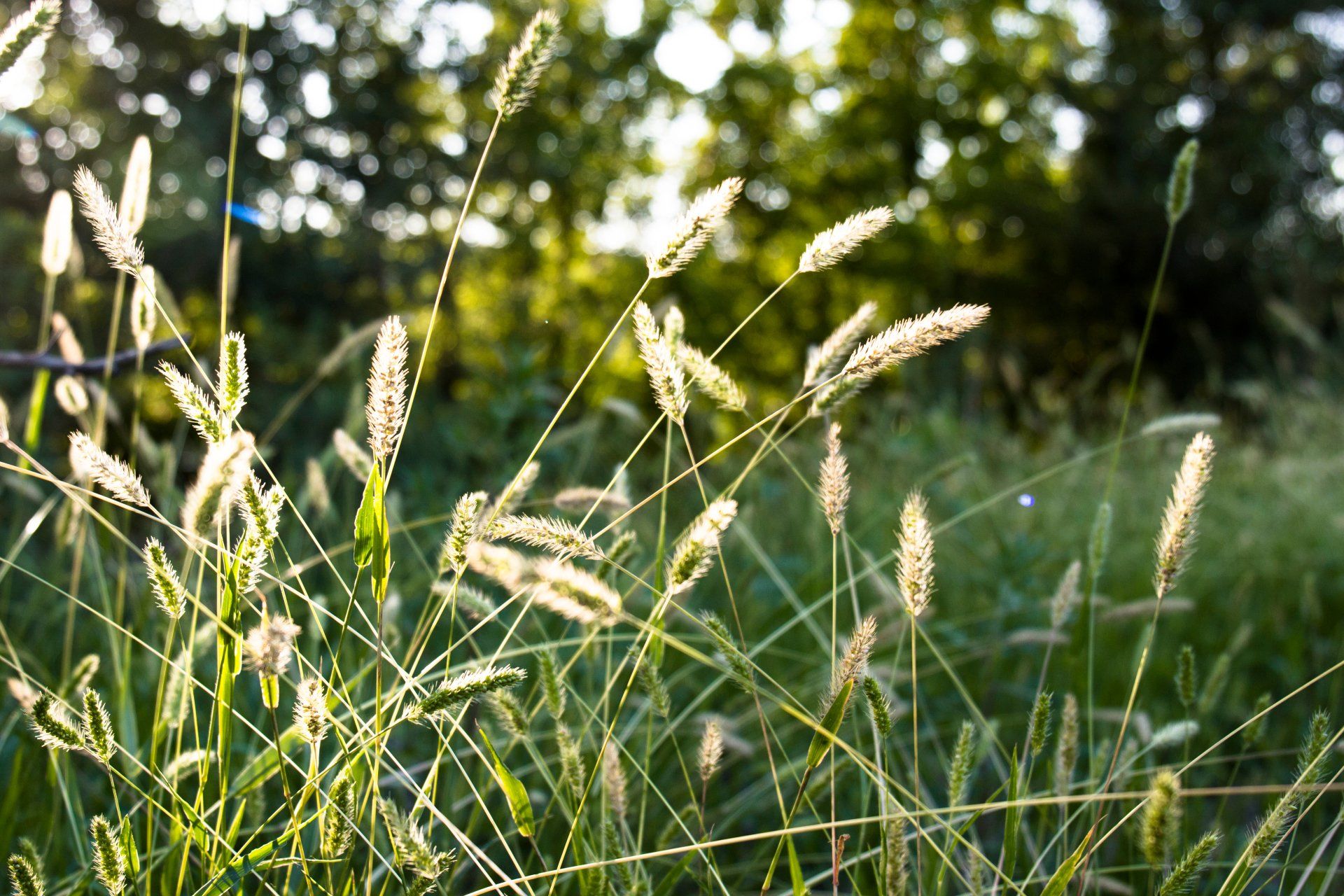 Sweet vernal grass