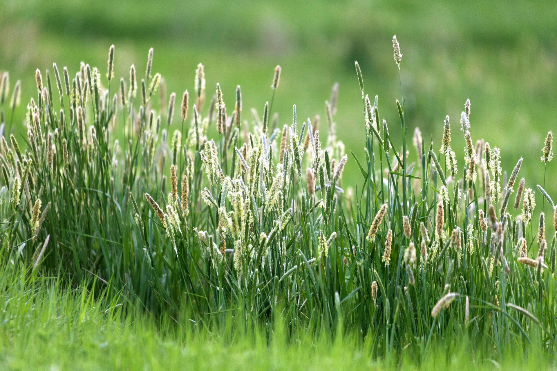 Timothy grass