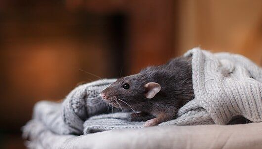 Brown Domestic Rat — Pest Control in New Lenox, IL Brown Domestic Rat — Pest Control in New Lenox, IL