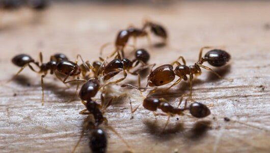 Red Fire Ants — Pest Control in New Lenox, IL Red Fire Ants — Pest Control in New Lenox, IL