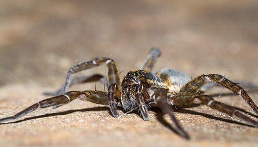 Spider Crawling — Pest Control in New Lenox, IL Spider Crawling — Pest Control in New Lenox, IL
