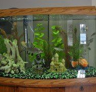 Fish Tank - Pediatric Ophthalmology, Eye Care Fish Tank - Pediatric Ophthalmology, Eye Care