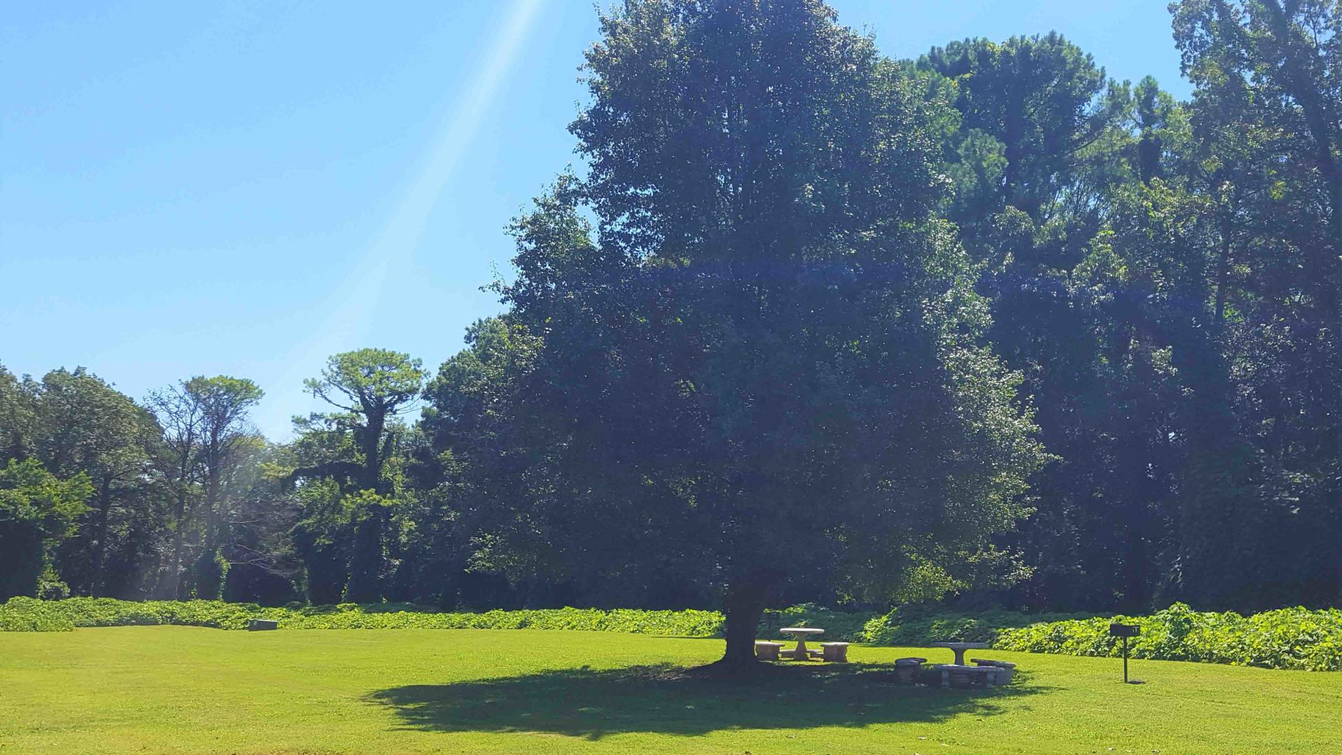 Pinehurst tree and grass 2