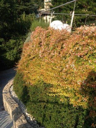 muro di erba
