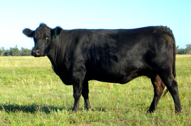 Bulliac Doris V12