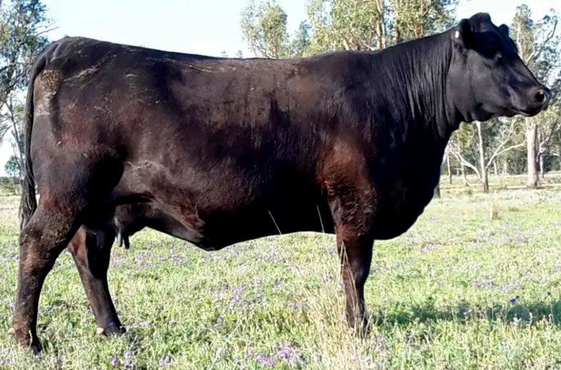 Bulliac Ester J21