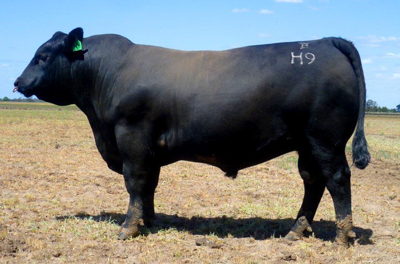 Bulliac Heartbreaker H9