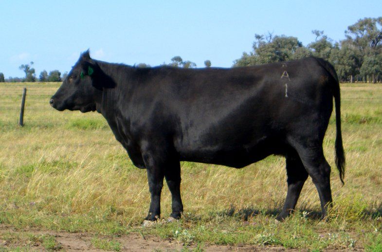 Bulliac Lorna A1