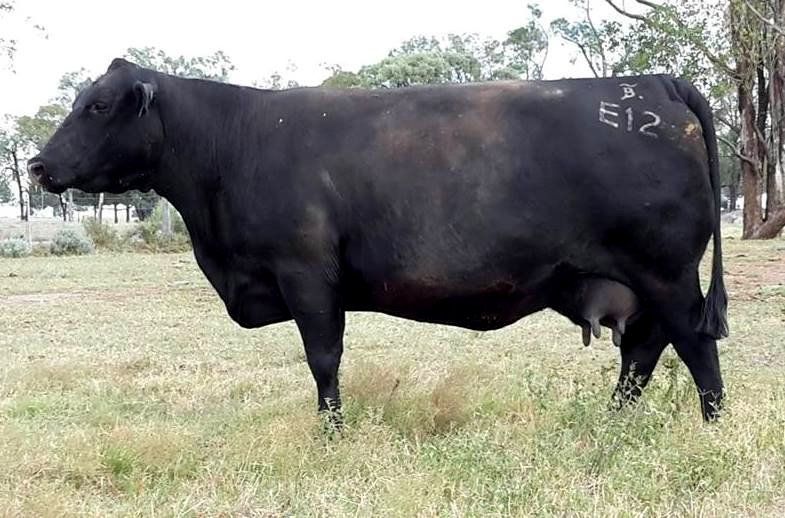 Bulliac Mildred E12