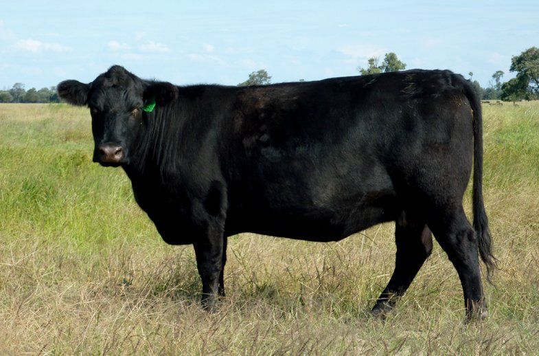 Bulliac Mildred Z14