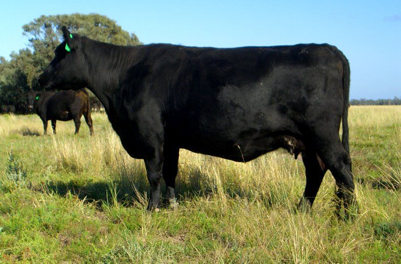 Bulliac Wilcoola V8