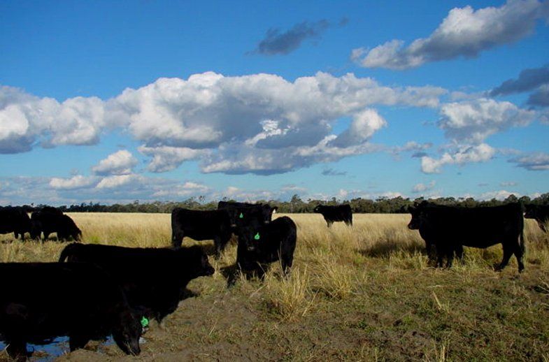 Cowherd Grazing