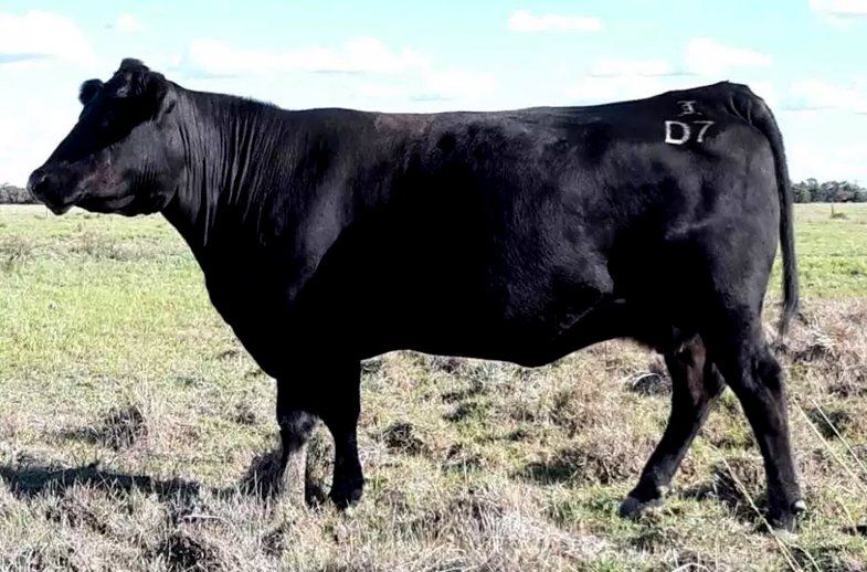 female bulliac d7