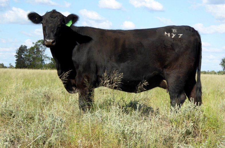 female bulliac h77