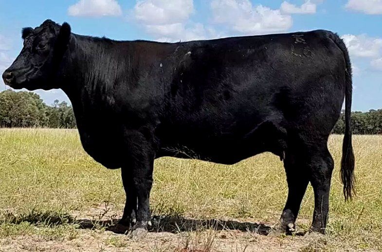 female bulliac l6
