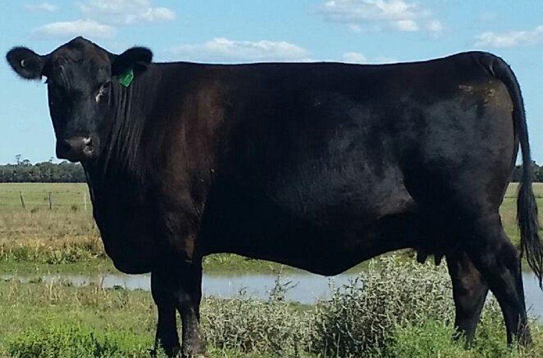female bulliac