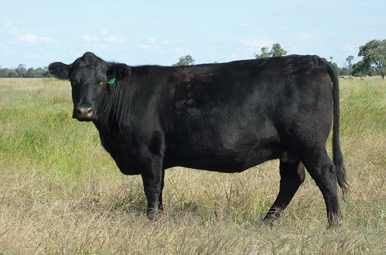 female bulliac