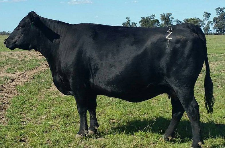 female bulliac