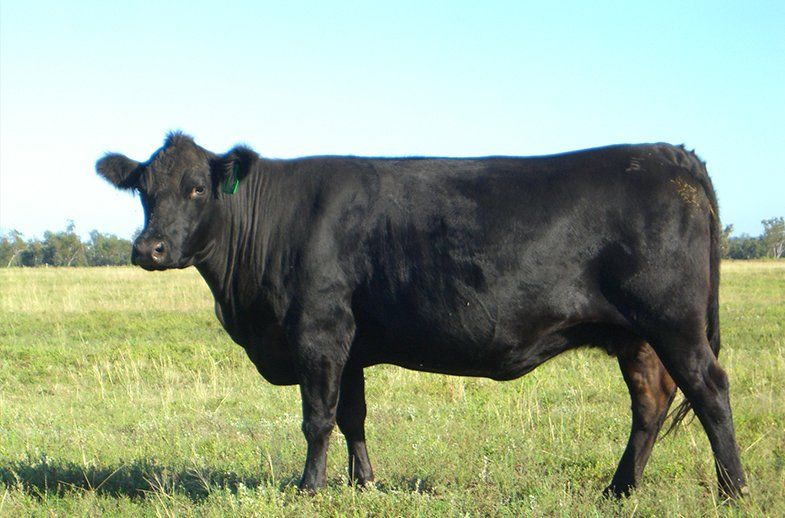 female bulliac