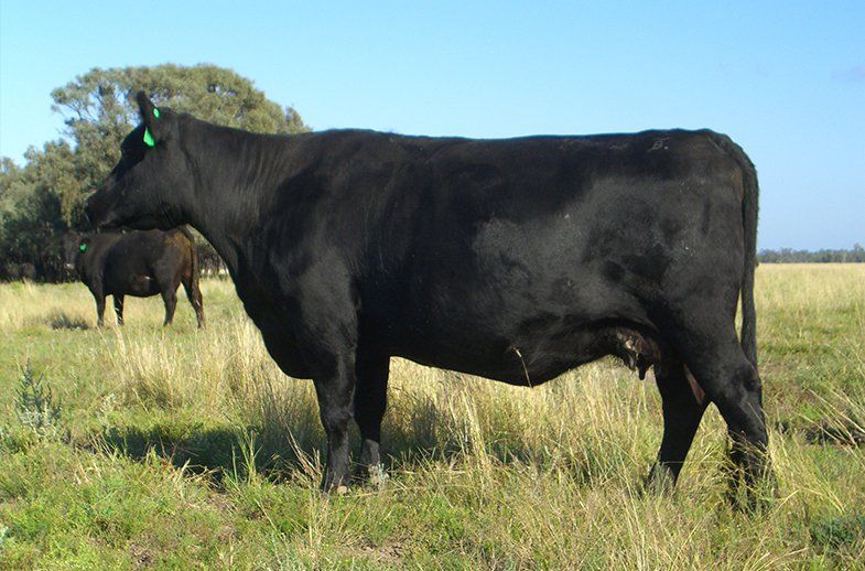 female bulliac