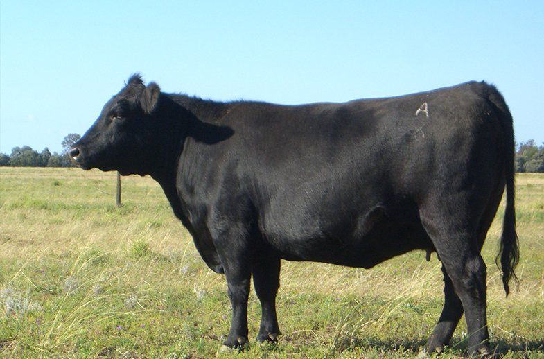 female bulliac