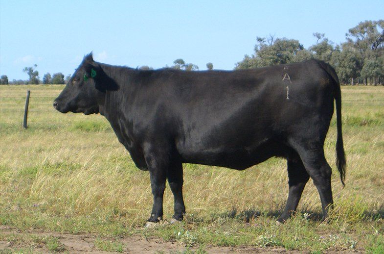 female bulliac