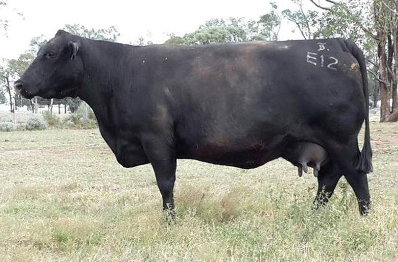 female bulliac
