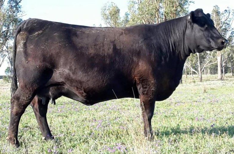 female bulliac