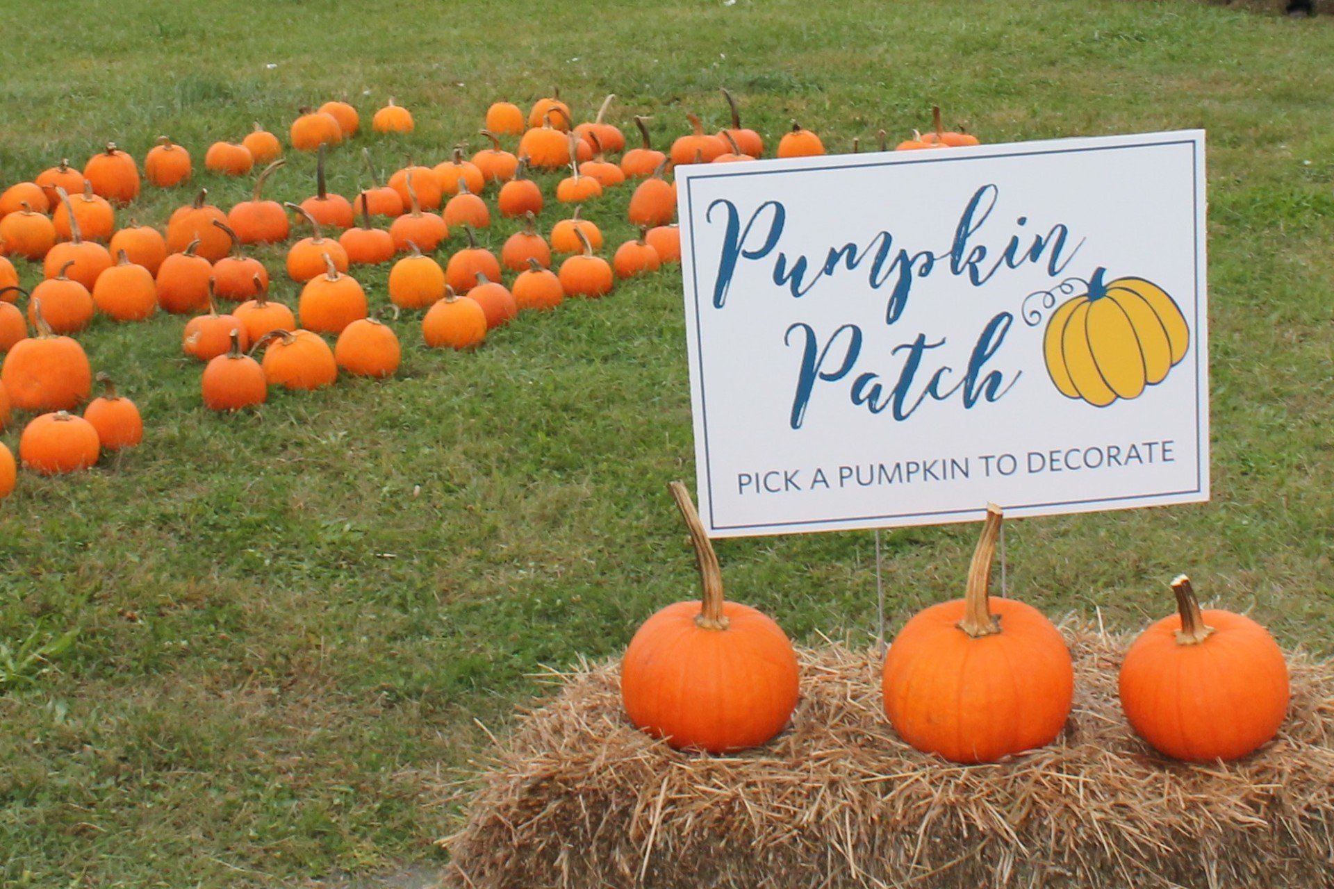 A pumpkin patch with a sign that says pick a pumpkin to decorate