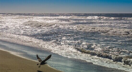Sea - Tax Services in Garden Grove, CA Sea - Tax Services in Garden Grove, CA