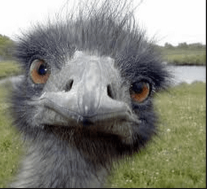 A close up of an ostrich 's face looking at the camera.