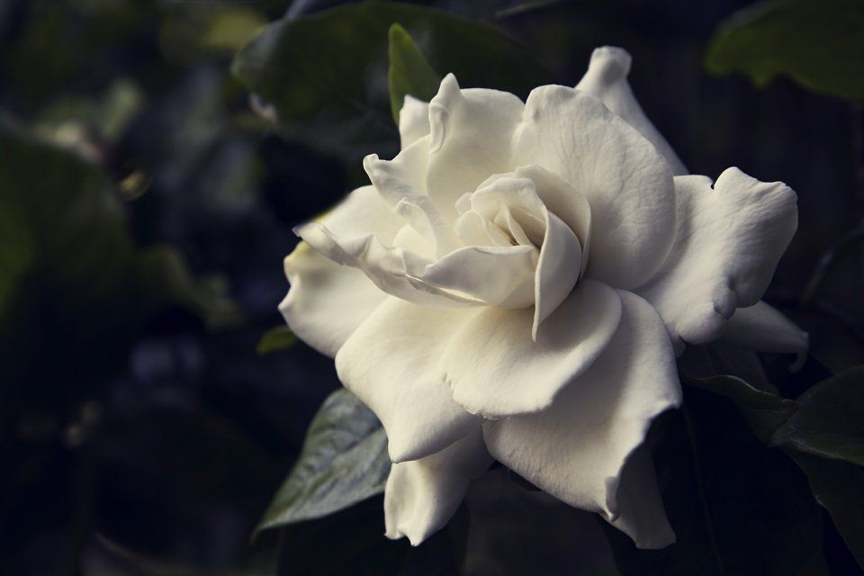 rosa bianca per funerale