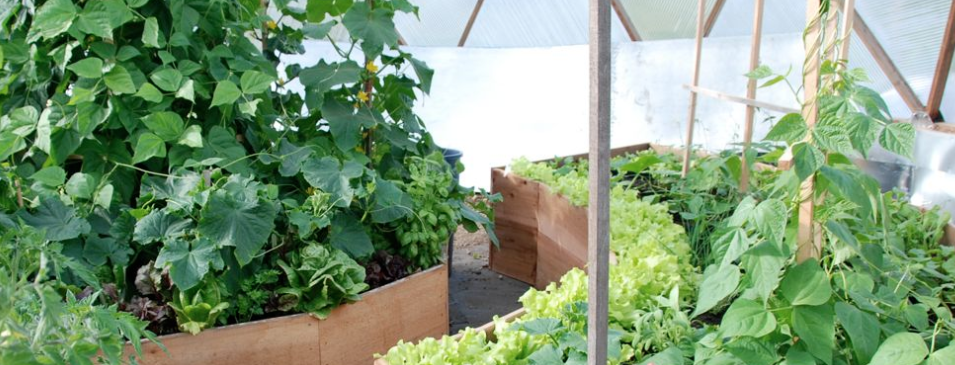 A greenhouse filled with lots of green plants and vegetables.