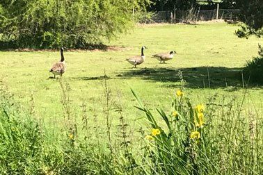 duck walking in garden