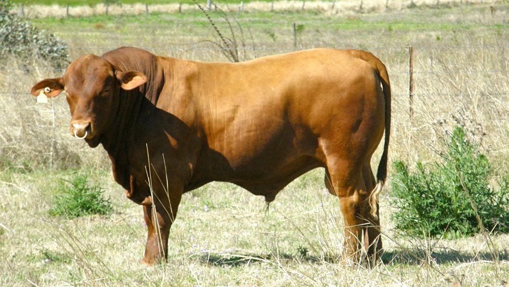 cow in grass